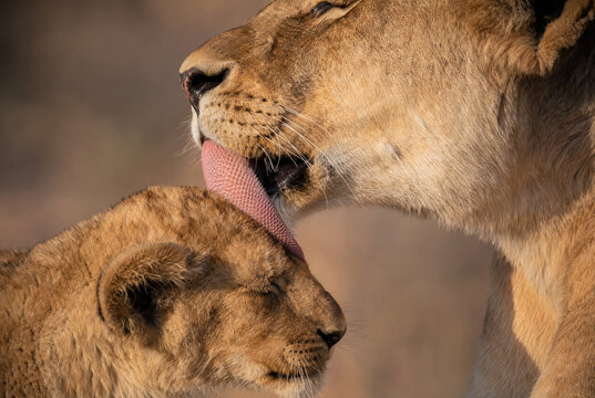 Lioness Grooming Cub with Detailed Tongue Texture in Late Afternoon Sun