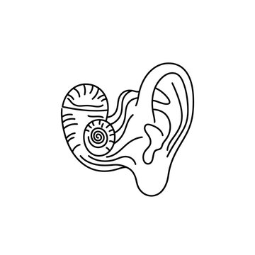 Human ear illustration with cochlea spiral, detailed line drawing for medical education, anatomy symbol