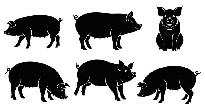 Set of Black Pig Silhouettes in Various Poses