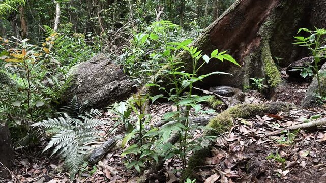 Carpet python Morelia spilota, also Diamond Python, resting in leaf litter of Binna Burra rainforest, Queensland, Australia. Camouflaged reptile in lush subtropical forest, wildlife and nature scene.