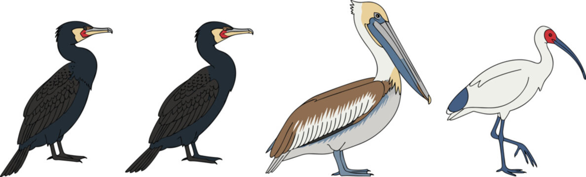 Diverse aquatic bird species vector set featuring great cormorant, brown pelican, and white ibis in side profile for nature wildlife education, ornithology, and zoo animal illustrations.
