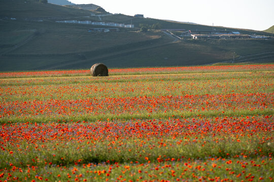View of blooming poppy fields and a hay bale on the Piano Grande plain with rolling hills in the background in Castelluccio, Umbria, Italy.
