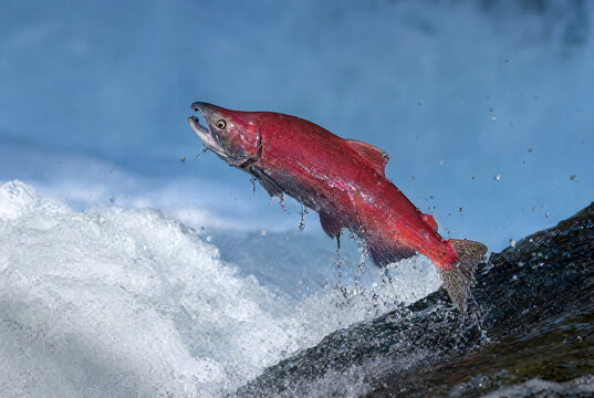 Sockeye Salmon Leaping Through River Waterfall Rapids Macro