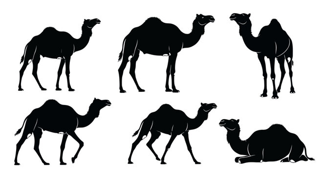 Camel Silhouettes Set: Dromedary Poses Collection