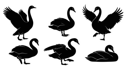 Obraz premium Black Swan Silhouettes Set in Various Poses ? Elegant Wildlife Vector