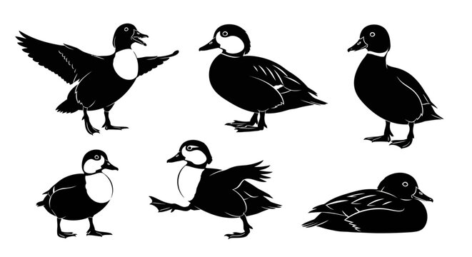Bufflehead Duck Silhouettes Set in Various Poses
