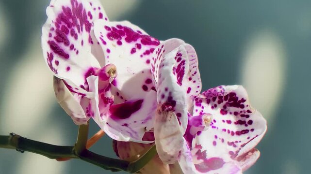 Beautiful white phalaenopsis orchid flower with vibrant purple spots, closeup shot