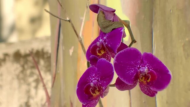 Vibrant purple orchid flowers with delicate white patterns blooming beautifully against a soft, blurred background
