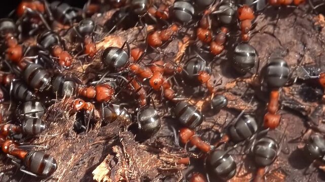 Macro shot of a colony of red and black ants swarming over a piece of decaying wood in a natural forest environment.