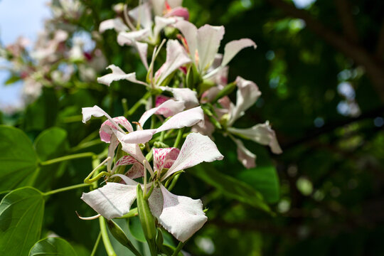 Close-up of Bauhinia blossoms with soft white petals and pink markings against lush green foliage background.