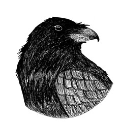 Naklejka premium Crows are often associated with myths of bad omens, death, and black magic because of their black color and eerie, hoarse voice.