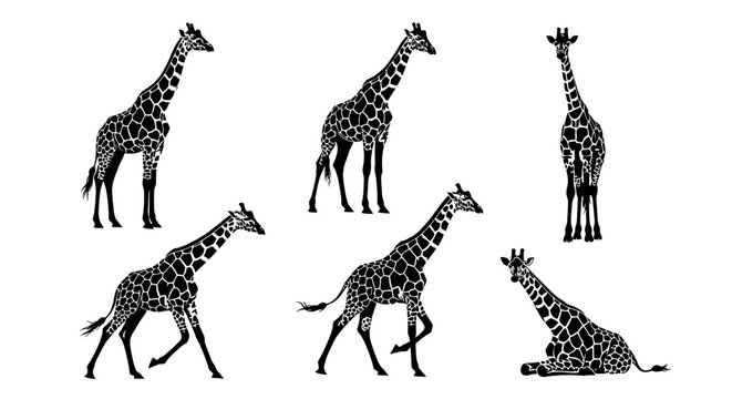 Giraffe Silhouettes Set in Various Poses ? Wildlife Graphic Collection
