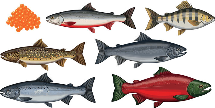 Set of Hand-Drawn Fish Illustrations Including Salmon, Trout, and Fish Roe for Marine Life and Seafood Content