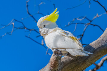 Sulphur-crested Cockatoo set against the morning blue sky © Merrillie