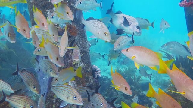 Scuba diving under the pier, school of swimming fish (snappers, black margates). Underwater video from blue ocean with fishes. Seascape with marine wildlife. Sea under the jetty.