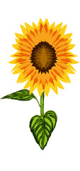 Naklejka premium sunflower isolated on white