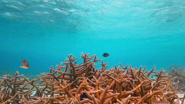 Azure tropical ocean with swimming fish and staghorn coral. Underater video from snorkeling on the coral reef. Marine wildlife in the blue sea. Swimming fish and coral. Aquatic life.