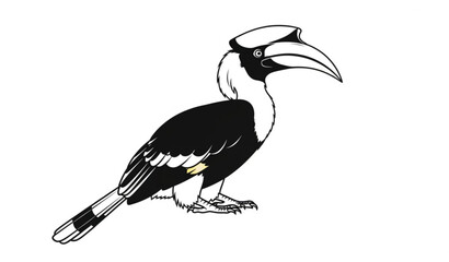 Hornbill bird side profile vector illustration with large beak isolated on white background wildlife design © Md Humaun