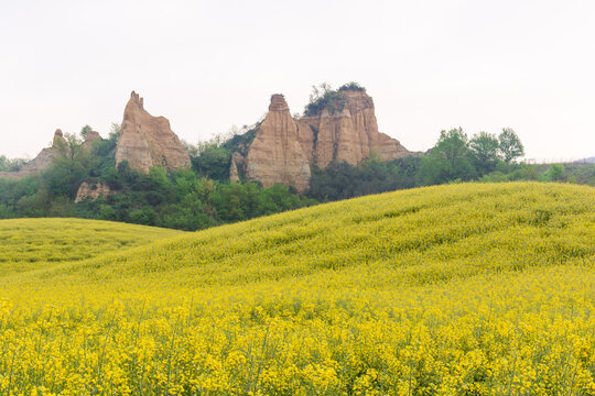 View of Balze del Valdarno erosion pillars rising behind a vibrant field of yellow flowers and green trees in Piantravigne, Tuscany, Italy.