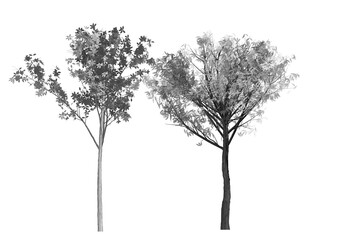 Obraz premium tree silhouette isolated on white