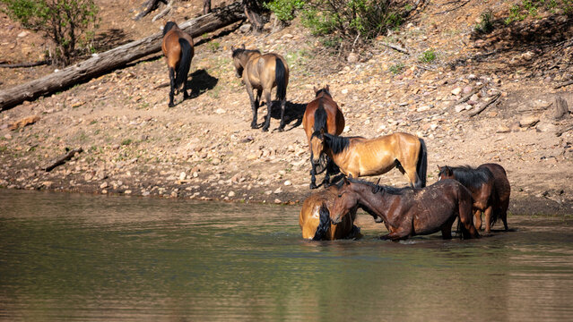 Herd of wild horse mustangs wading and drinking in Black Canyon Lake in the Apache Sitgreaves National Forest in Heber Arizona United States