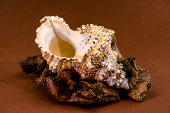 Giant triton shell Monoplex parthenopeus on weathered wood snag