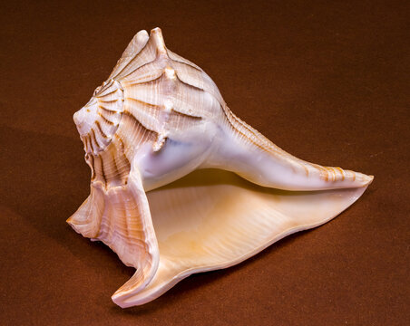 Lightning whelk seashell Sinistrofulgur perversum on a brown background