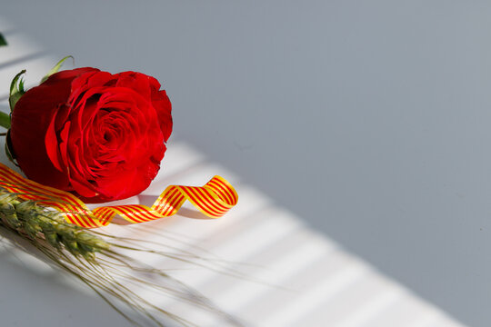 Traditional Sant Jordi red rose and wheat ear with Catalonia flag ribbon on white for representing regional holiday gift in Barcelona.