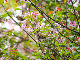 Obraz premium A sparrow perched on a crabapple tree