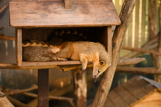 South American coati family resting in wooden shelter. Concept of animal comfort, wildlife protection. Cute coatis sleeping in rustic house, funny wildlife behavior in zoo or sanctuary. Nasua nasua