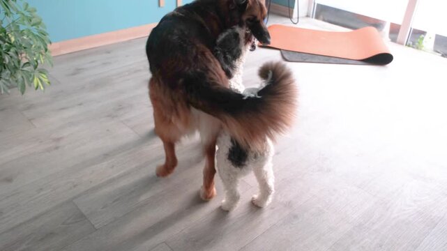 two domestic male dogs playing actively in the room at home. Mix breed dogs playing showing teeth,no aggression, dogs communication