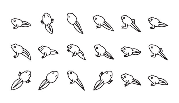 Tadpole life cycle progression in simple line drawing on white background