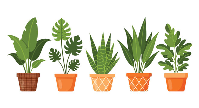 A vibrant collection of five potted houseplants showcasing diverse leaf shapes and textures in a row