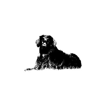 black and white dog, High-Contrast Artistic Silhouette of a Lying Golden Retriever