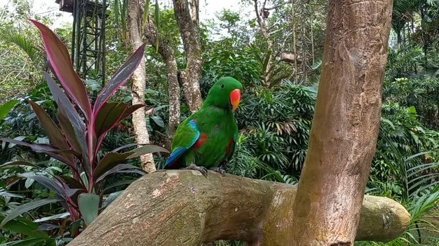 The bayan parrot is a parrot endemic to Indonesia, renowned for its intelligence and ability to mimic human speech.