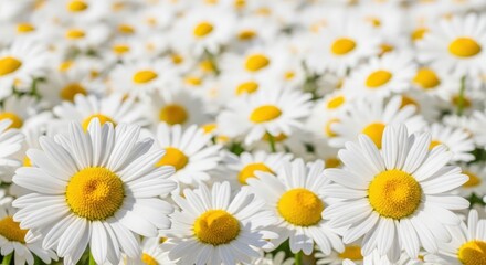 Obraz premium Bright White Daisies in Sunny Field with Yellow Centers Under Clear Blue Sky