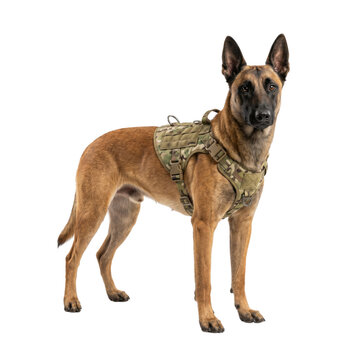 Malinois dog in camouflage tactical harness side view isolated. K9 military equipment.
