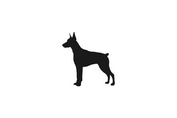 Fototapeta premium Standing Doberman Pinscher Dog Silhouette, Side View