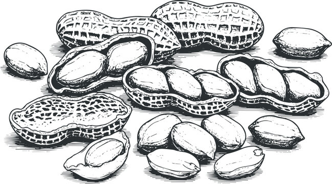 Black and white of peanuts in shells and shelled