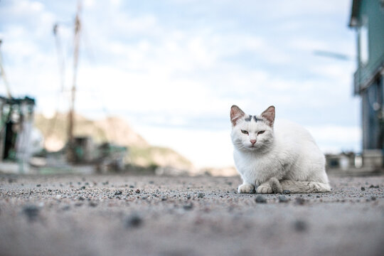 White domestic cat Felis catus resting on ground near coastal harbor buildings.