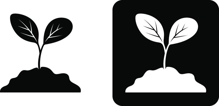 Black and white seedling growing from soil plant sprout