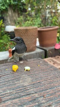 Static camera shot of a magpie robin hopping into frame perching briefly then jumping away.