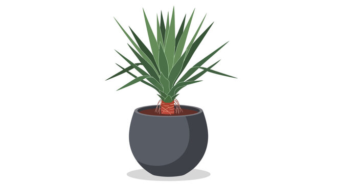 A vibrant stylized illustration of a yucca plant thriving in a dark grey rounded pot