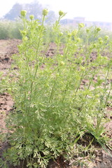 Fototapeta premium black cumin plant on firm for harvest