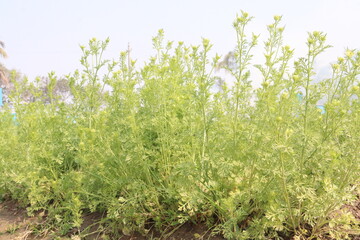 Fototapeta premium black cumin plant on firm for harvest