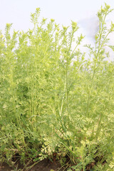 Fototapeta premium black cumin plant on firm for harvest