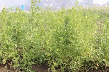 Fototapeta premium black cumin plant on firm for harvest