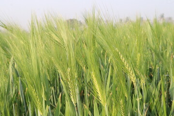 Fototapeta premium Barley plant on farm for harvest are cash crops