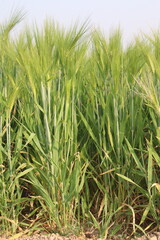 Fototapeta premium Barley plant on farm for harvest are cash crops