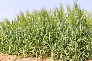 Fototapeta premium Barley plant on farm for harvest are cash crops